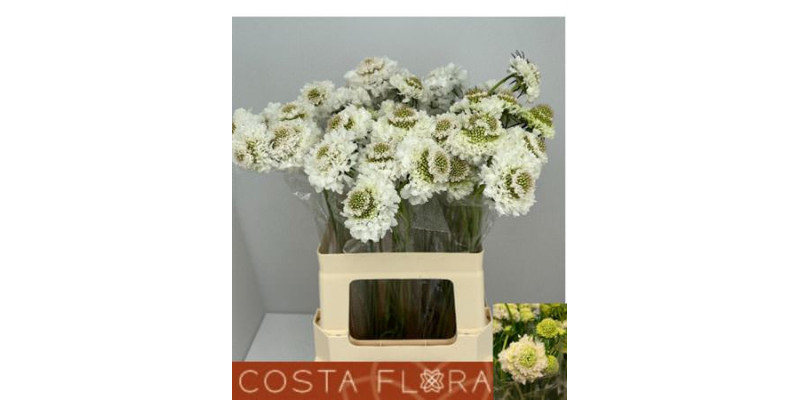 Scab At F Scoop Whit 60cm A1