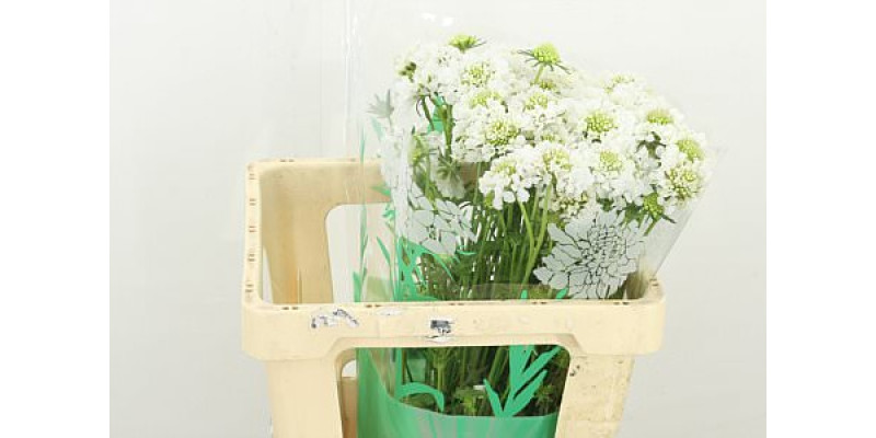 Scab At F Scoop Whit 55cm A1