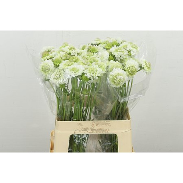 Scab At F Scoop Whit 60 cm A1