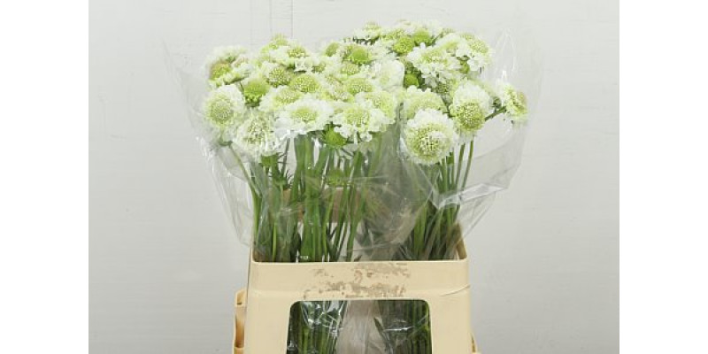 Scab At F Scoop Whit 60 cm A1