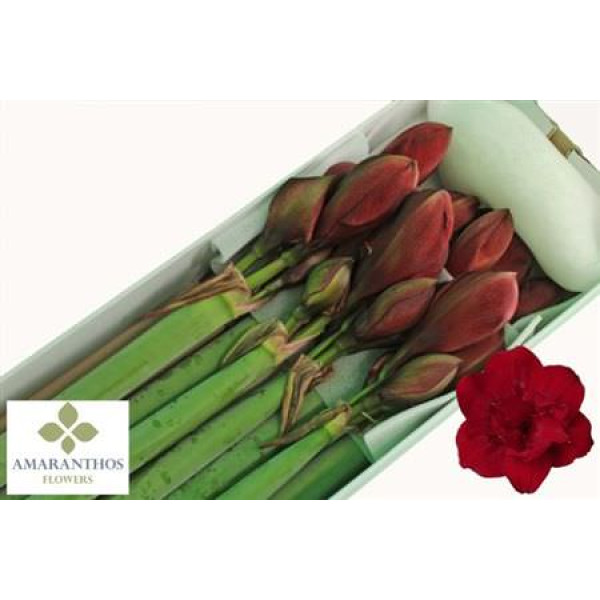 Amaryllis Red Symphony 8 85 cm A1