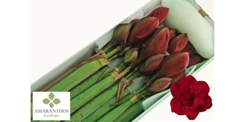 Amaryllis Red Symphony 8 85 cm A1