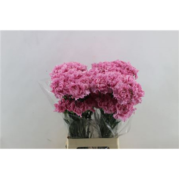 Dianthus St Lotus 65cm A1