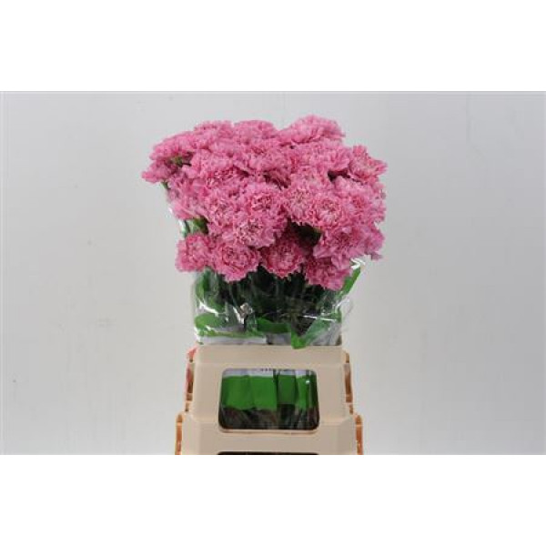 Dianthus St Lavender Lotus 70cm A1