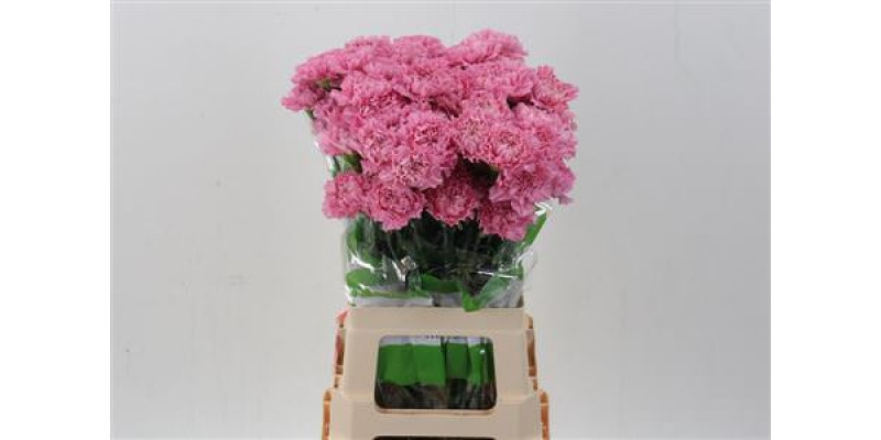 Dianthus St Lavender Lotus 70cm A1