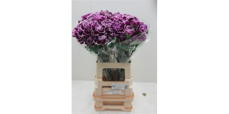 Dianthus St Nobbio Filigrana 70cm 0
