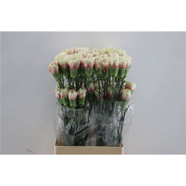 Dianthus St Merletto Salmon 65cm A1