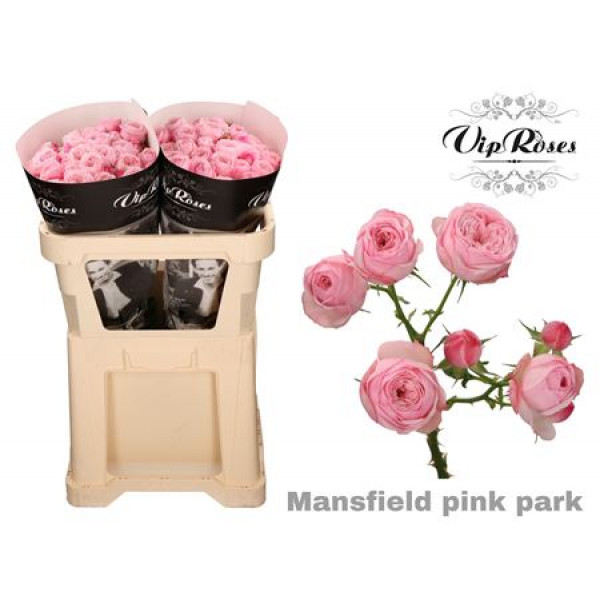 Rose Tr Pink Mansfield Park 70cm A1