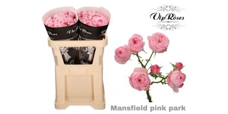 Rose Tr Pink Mansfield Park 70cm A1