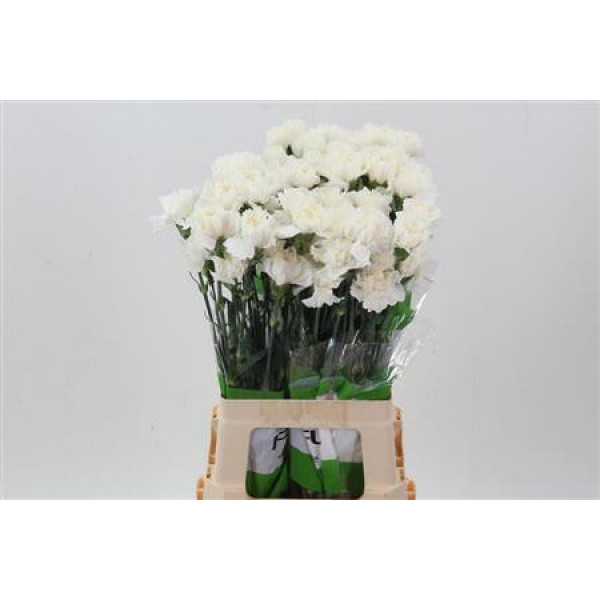 Dianthus St Polar Route 70cm A1