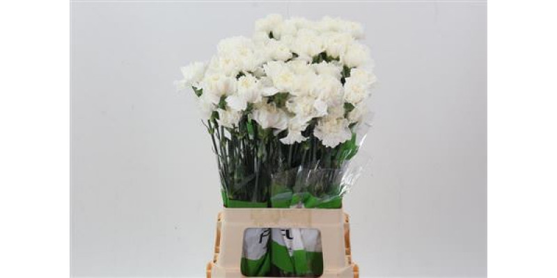 Dianthus St Polar Route 70cm A1