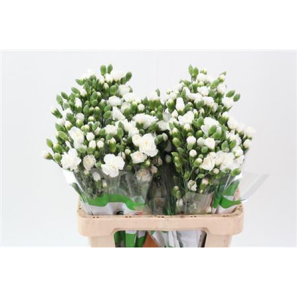 Dianthus Tr Nimbus Wit Select 65cm A1 Col-White