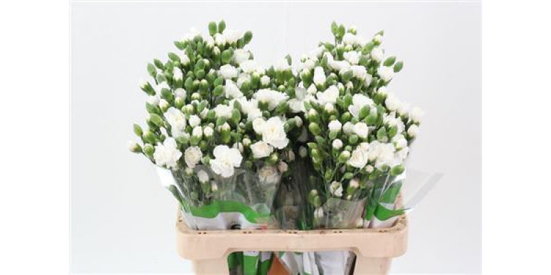 Dianthus Tr Nimbus Wit Select 65cm A1 Col-White