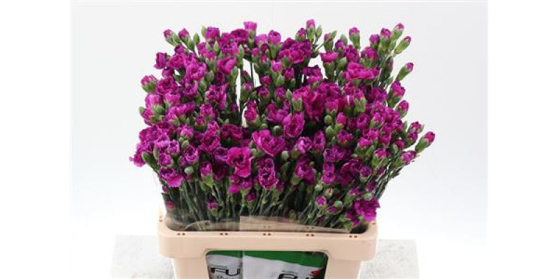 Dianthus Tr Jacaranda Select 65cm A1