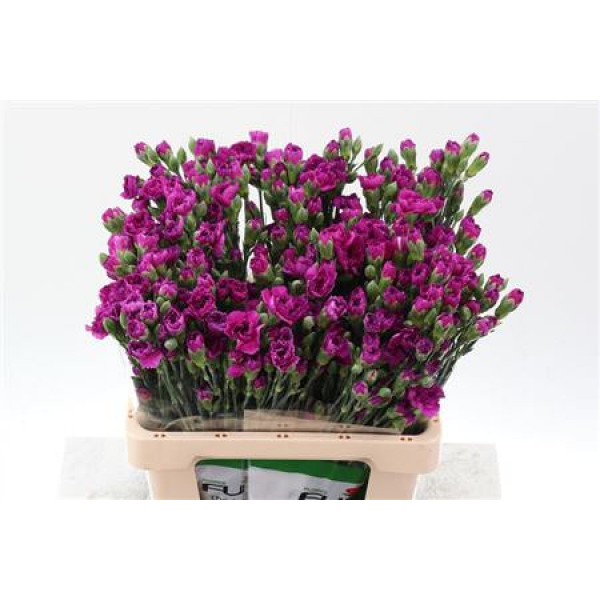 Dianthus Tr Jacaranda Select 65cm A1