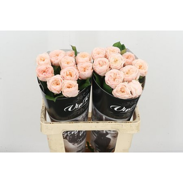 Rose Gr Vip Paradise Beach 60cm A1