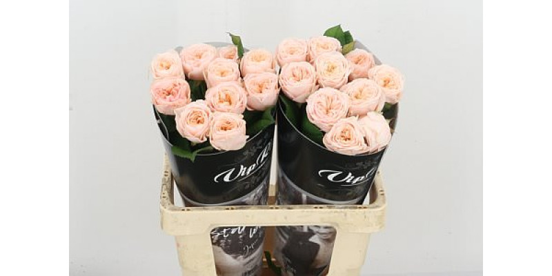 Rose Gr Vip Paradise Beach 60cm A1