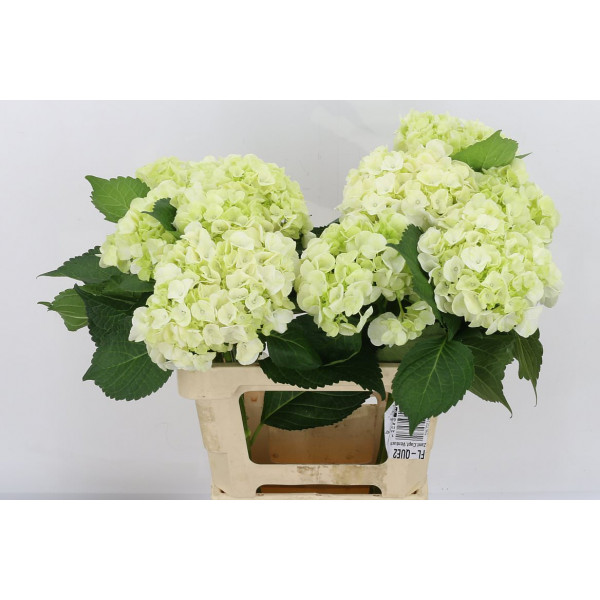 Hydrangea Bianca White X X 60cm A1 Col-White