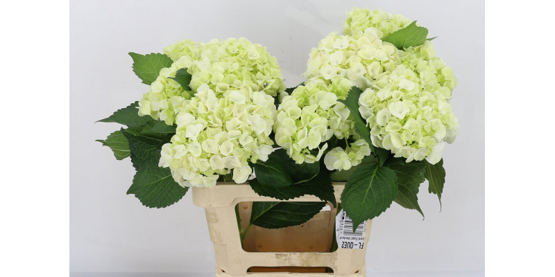 Hydrangea Bianca White X X 60cm A1 Col-White