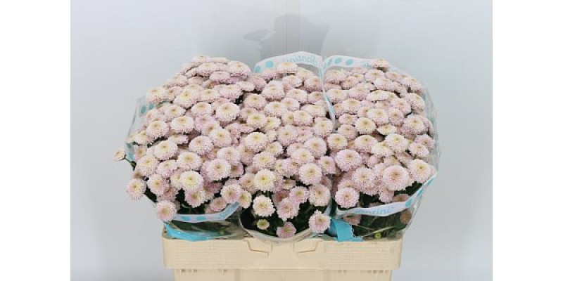 Chrysanthemums S Ellison Sweet 55cm A1 Col-Pink