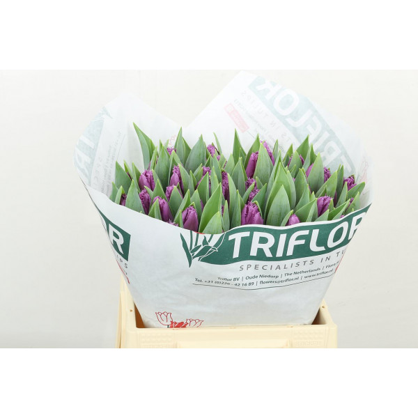 Tulips Freesias San Luiz 40 A1Purple