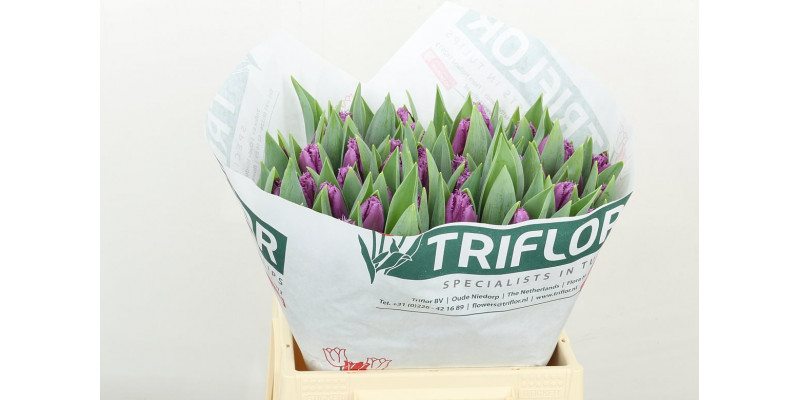 Tulips Freesias San Luiz 40 A1Purple