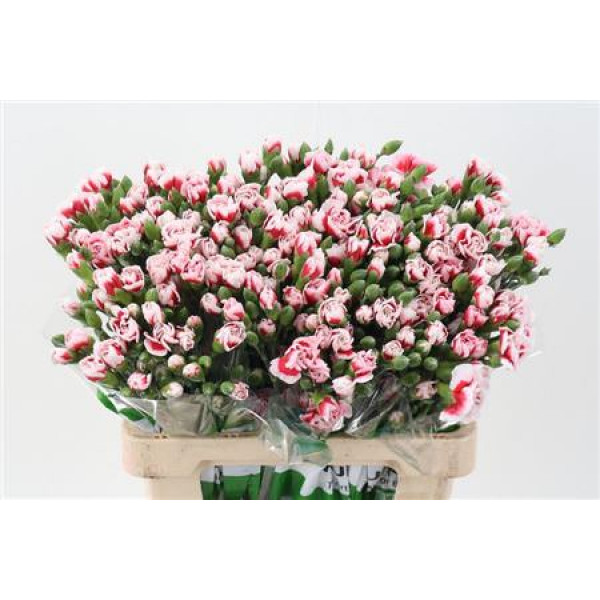 Dianthus Tr Phantom Select 65cm A1