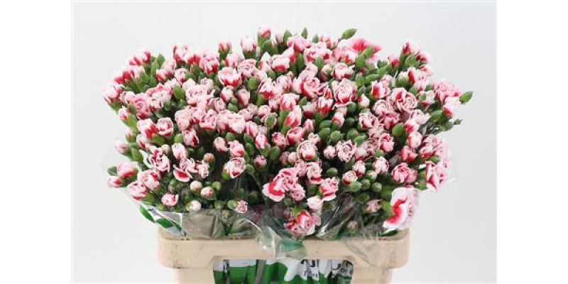 Dianthus Tr Phantom Select 65cm A1