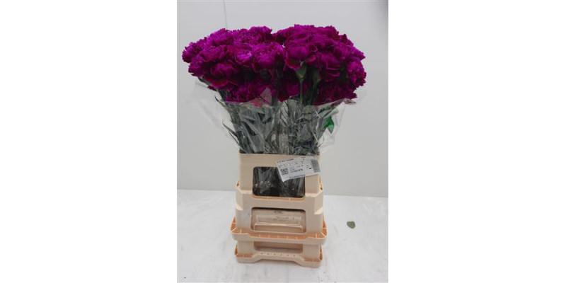 Dianthus St Nobbio Red Ghemme 70cm 0