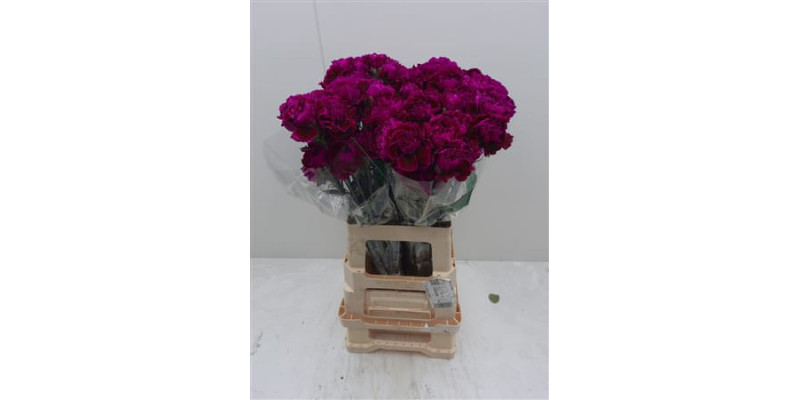 Dianthus St Nobbio Babel 70cm 