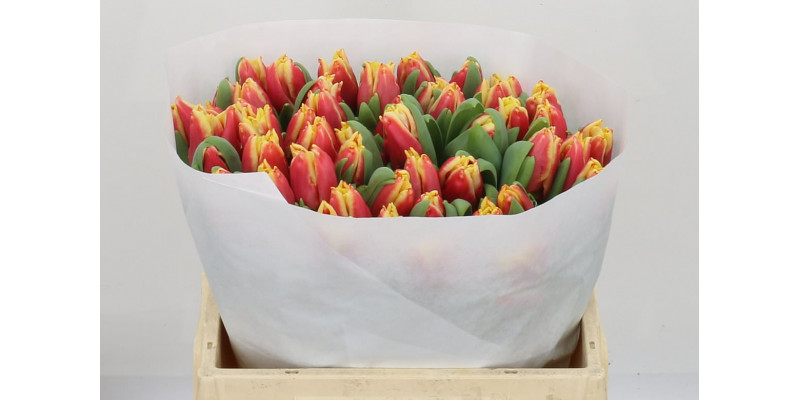 Tulips Co Elegant Crown 35cm A1 Col-Bicolor