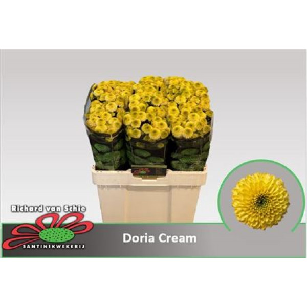 Chrysanthemums S Aaa Doria Cream 55cm A1 Col-Yellow