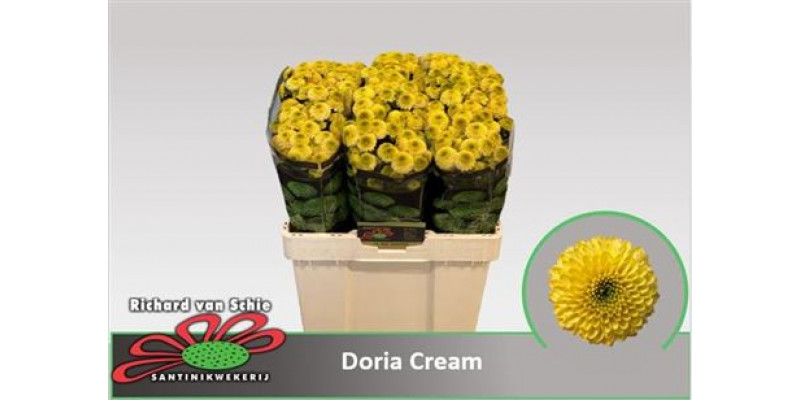 Chrysanthemums S Aaa Doria Cream 55cm A1 Col-Yellow