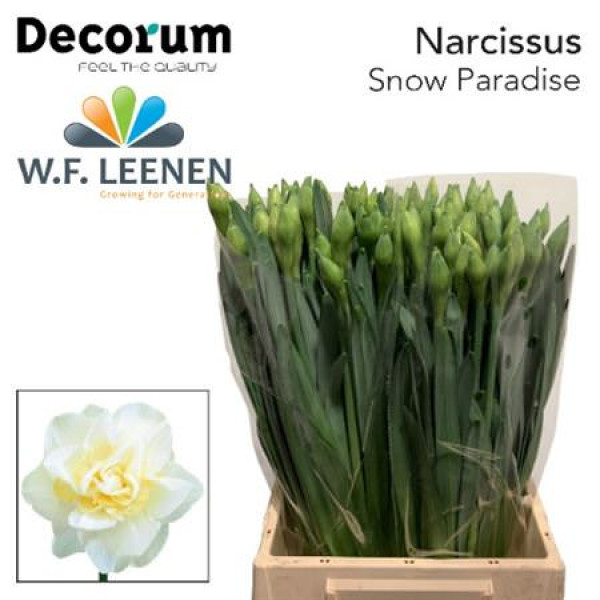 Daffodil - Narcissus Snow Paradise 45cm A1