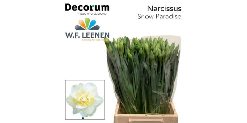 Daffodil - Narcissus Snow Paradise 45cm A1