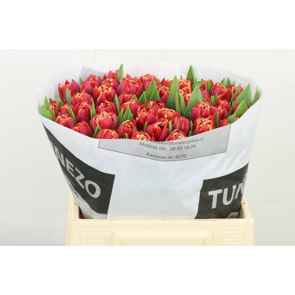 Tulips Du Drone 38cm  Col-Red