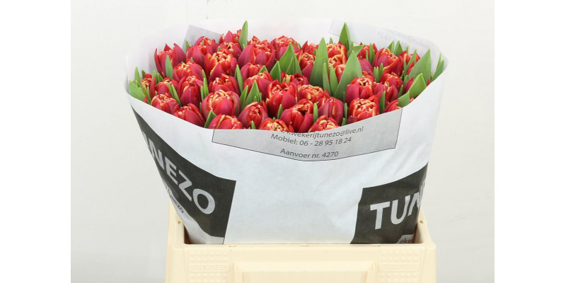 Tulips Du Drone 38cm  Col-Red