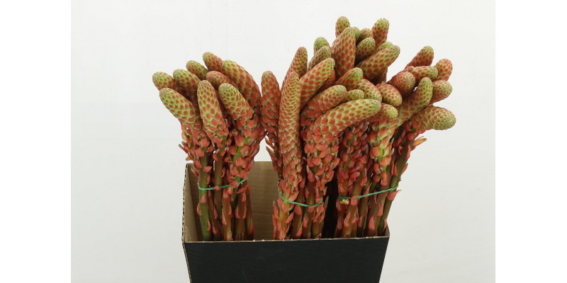 Aloe Arborescens 60cm A1
