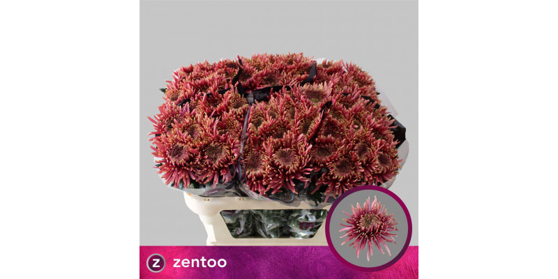 Chrysanthemums G Baltazar Flame 70cm A1 Col-Bicolor