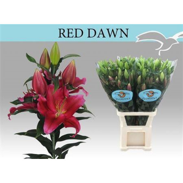 Lillys Or Red Dawn 100cm A1