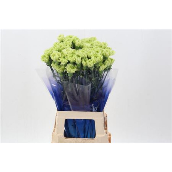 Dianthus St Green Shot Hi 70cm A1