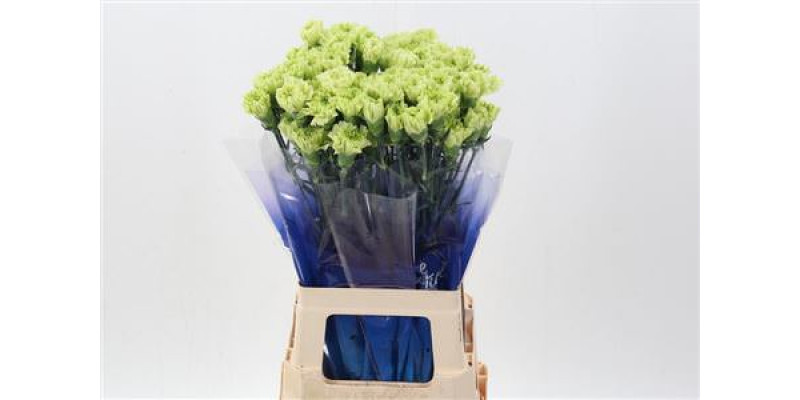 Dianthus St Green Shot Hi 70cm A1