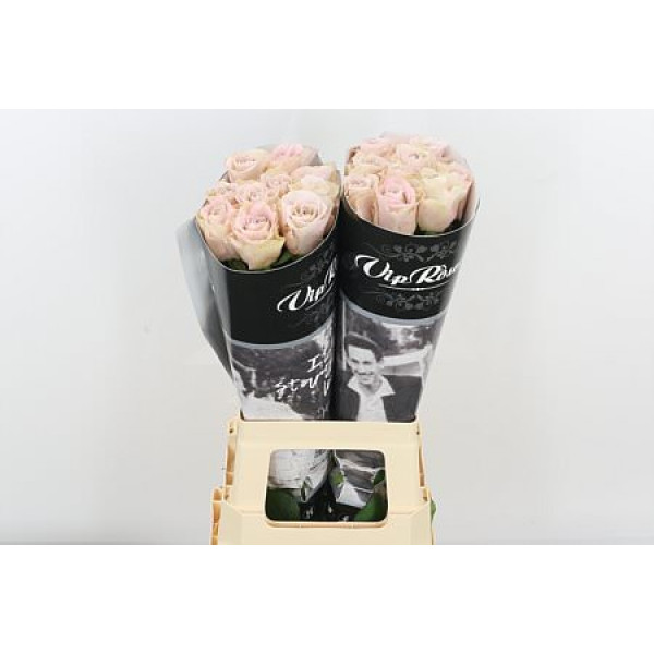 Rose Gr Vip Brut 70cm A1