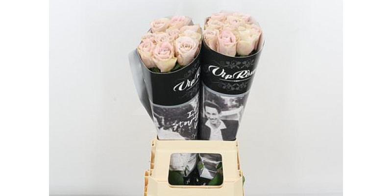 Rose Gr Vip Brut 70cm A1