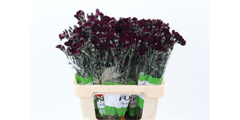 Dianthus Lilliput Crimson 65cm A1