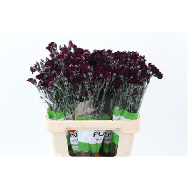 Dianthus Lilliput Crimson 60cm A1