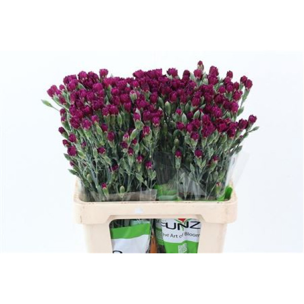 Dianthus Fiorino Jay 65cm A1