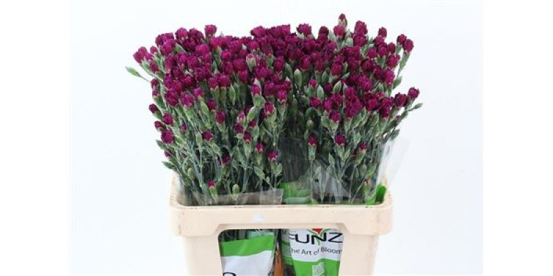 Dianthus Fiorino Jay 65cm A1