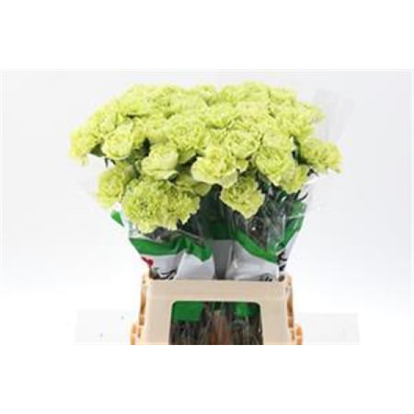 Dianthus St Marty/ Donker Groen 70cm  Col-Dark Green