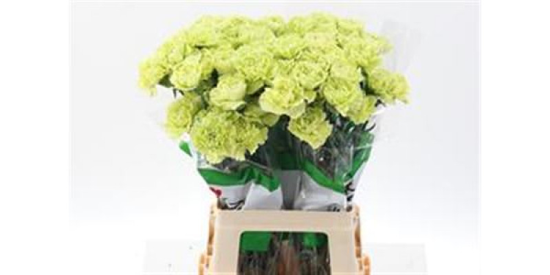 Dianthus St Marty/ Donker Groen 70cm  Col-Dark Green